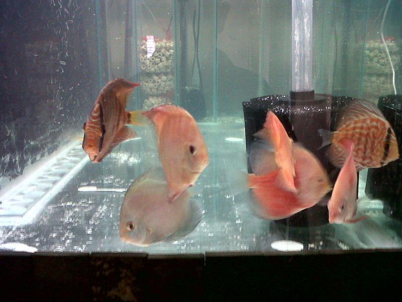 Discus group pic.jpg