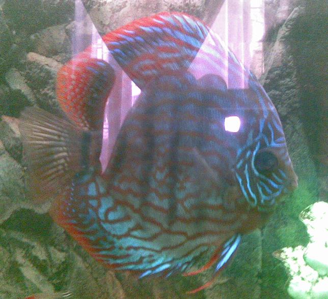 discus.jpg