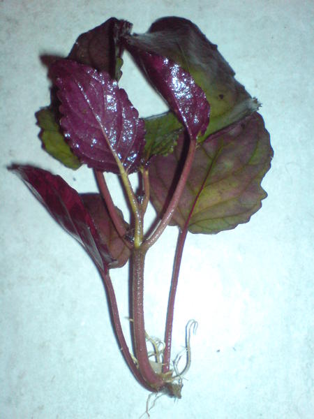 DSC00489.jpg