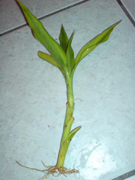 DSC00491.jpg