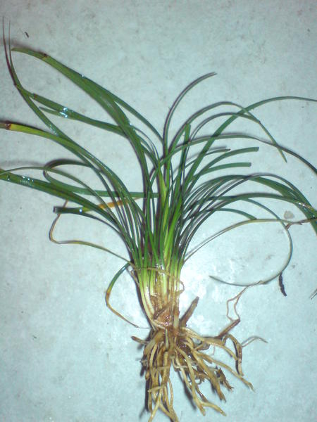 DSC00493.jpg