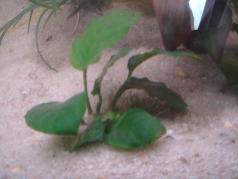 DSC04257.jpg