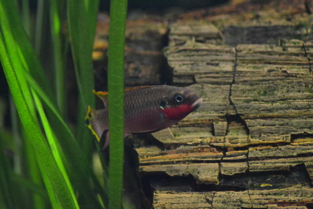 DSC_0034.jpg