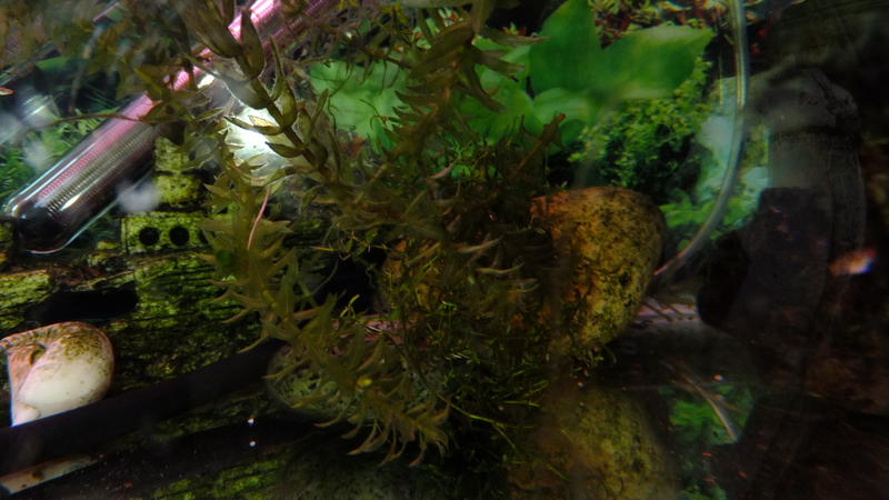 DSCF1634.jpg