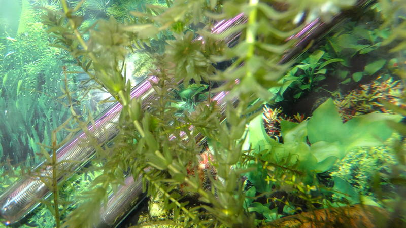 DSCF1636.jpg
