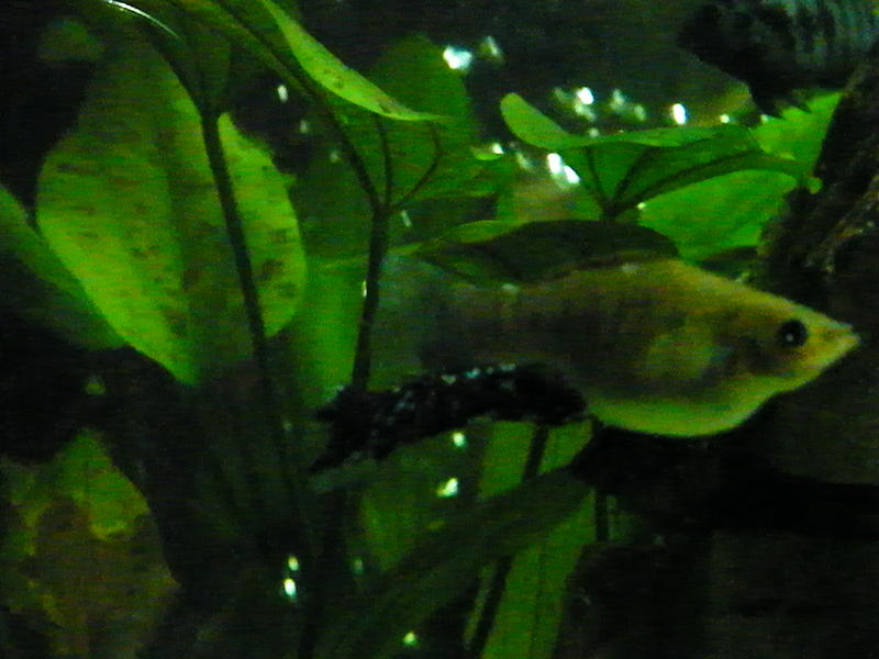 DSCF4243.jpg