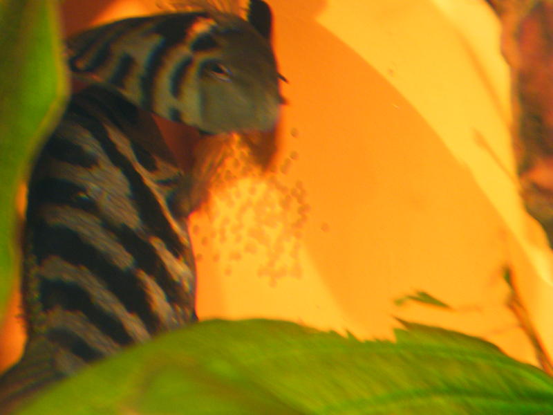 DSCF4516.jpg