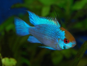 e_blue_ram_5.jpg