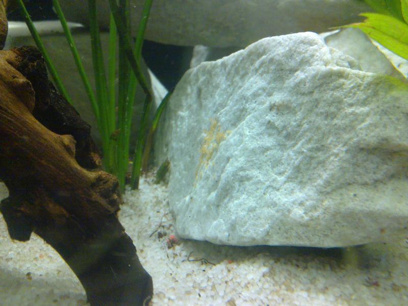 Eggs in tank.jpg