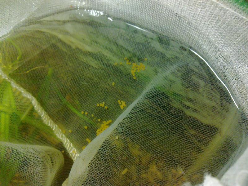 Eggs on net.jpg