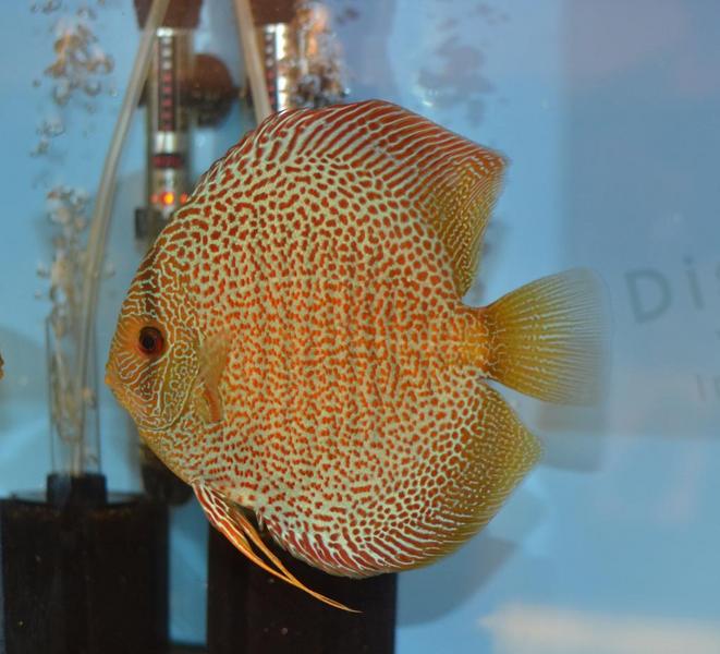 Eruption Discus.jpg