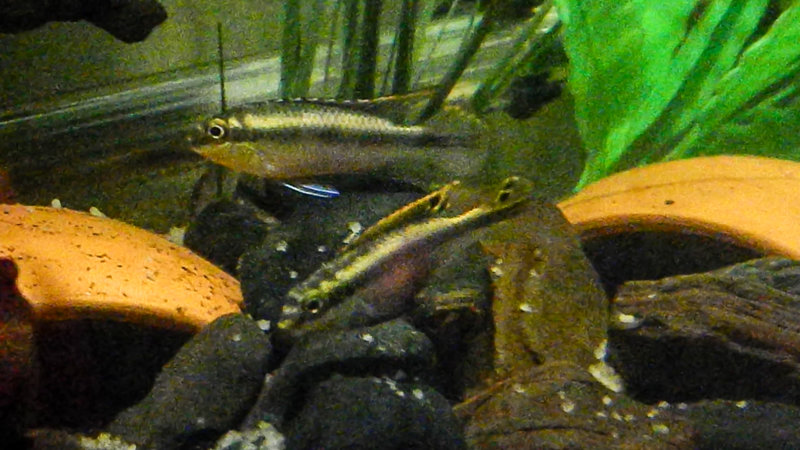 Fish-2.jpg