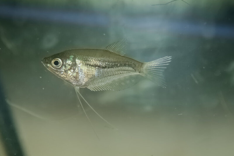 Fish-38.jpg