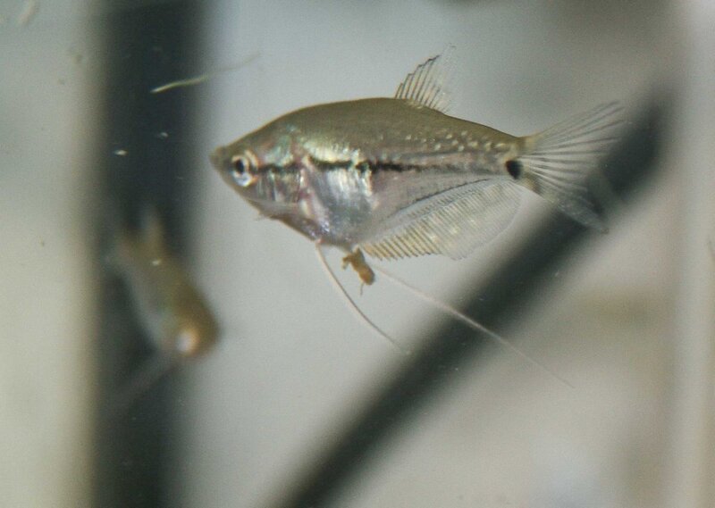 Fish-39.jpg