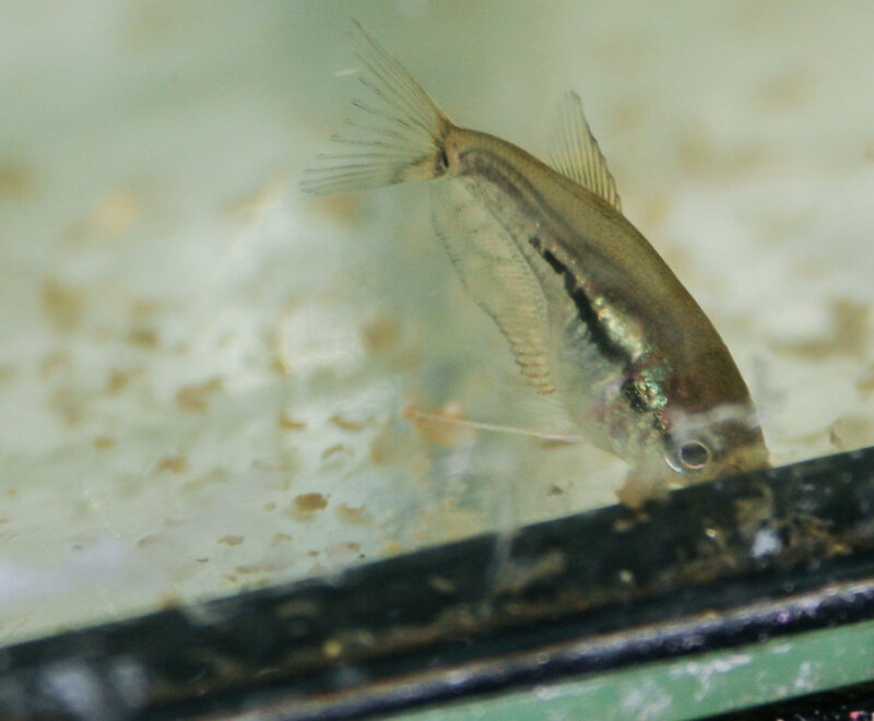Fish-41.jpg