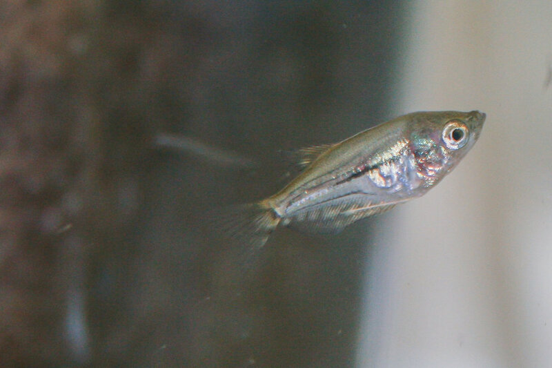Fish-42.jpg
