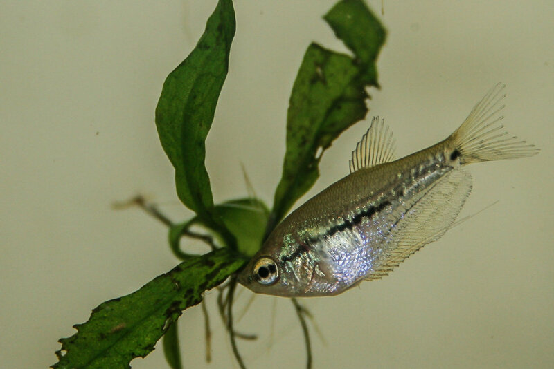 Fish-43.jpg