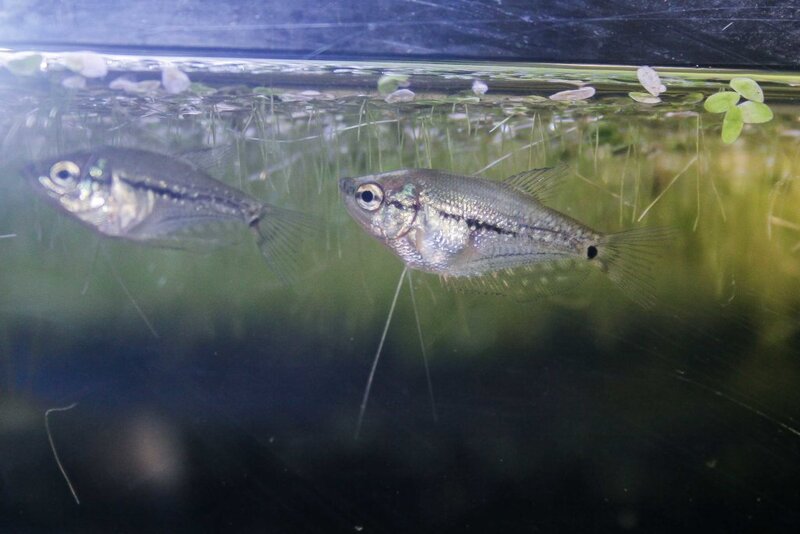 Fish-44.jpg
