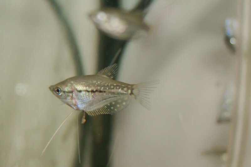 Fish-45.jpg