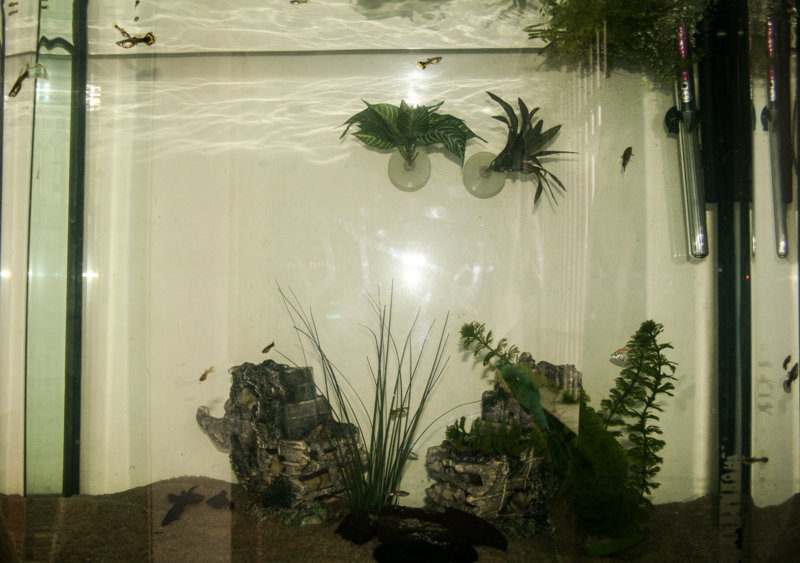 Fish Tanks-2.jpg