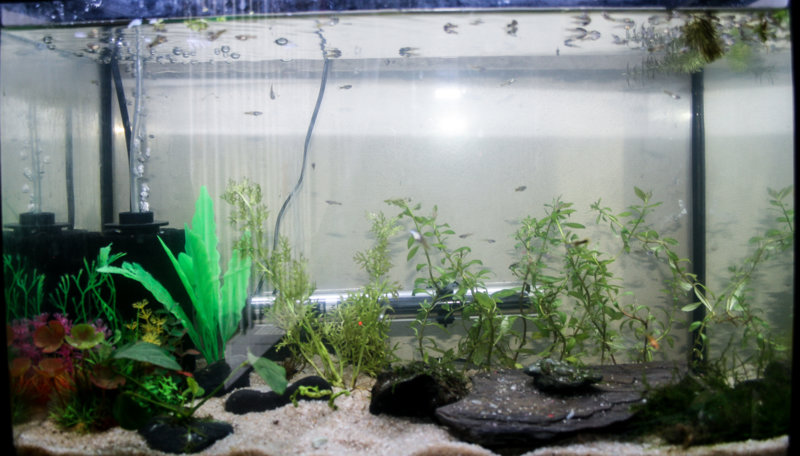 Fish Tanks-3.jpg