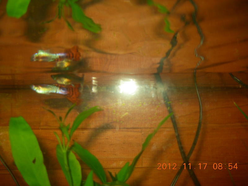 Guppy Pair.jpg