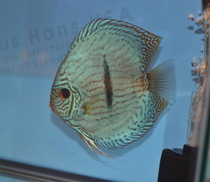 Heckel Cross Discus.jpg