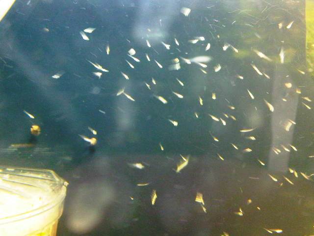 IMG-20110827-00078.jpg