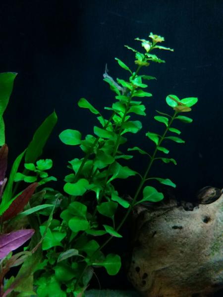 IMG-20160905-WA0004[1].jpg