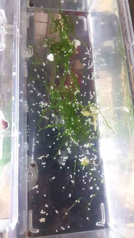IMG-20201025-WA0020.jpeg