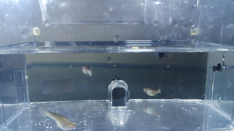 IMG-20210329-WA0038.jpeg