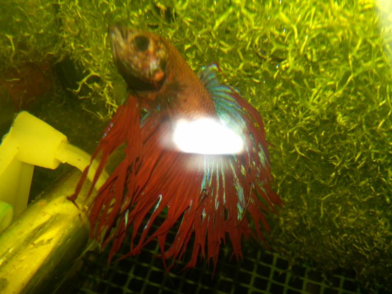IMG00192-20110420-0724.jpg