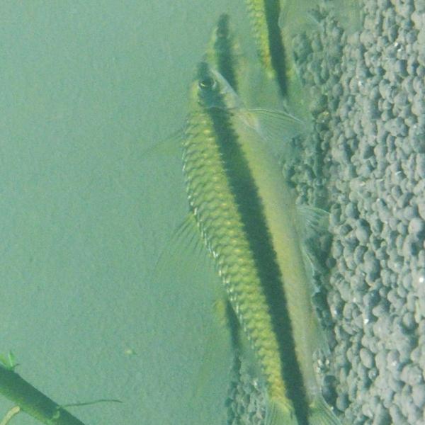 IMG_20160409_065541.jpg