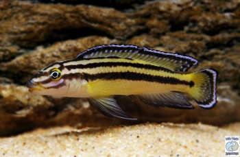 julidochromis-regani-kipili-primary.jpg