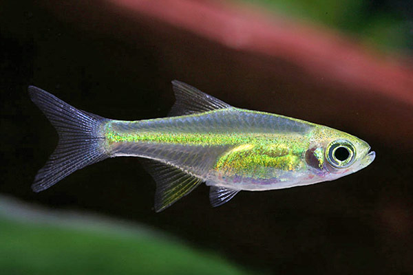 kubotai rasbora.jpg