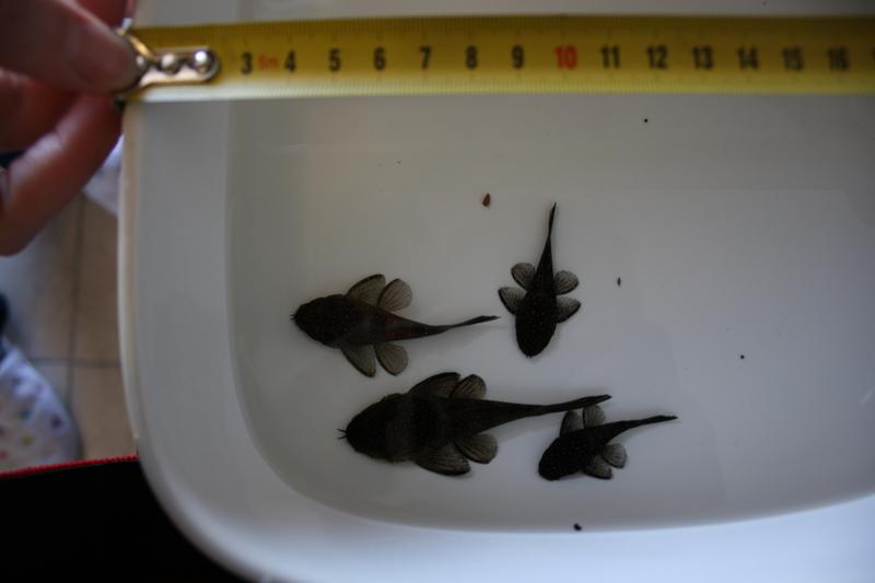 L183 Ancistrus.jpg
