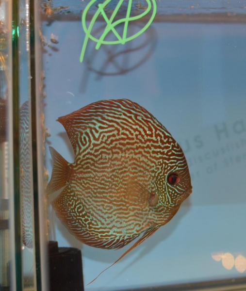 Large Discus 2.jpg