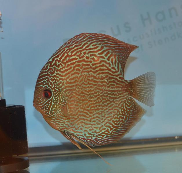 Large Discus 3.jpg