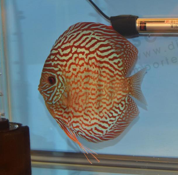 Large Discus.jpg