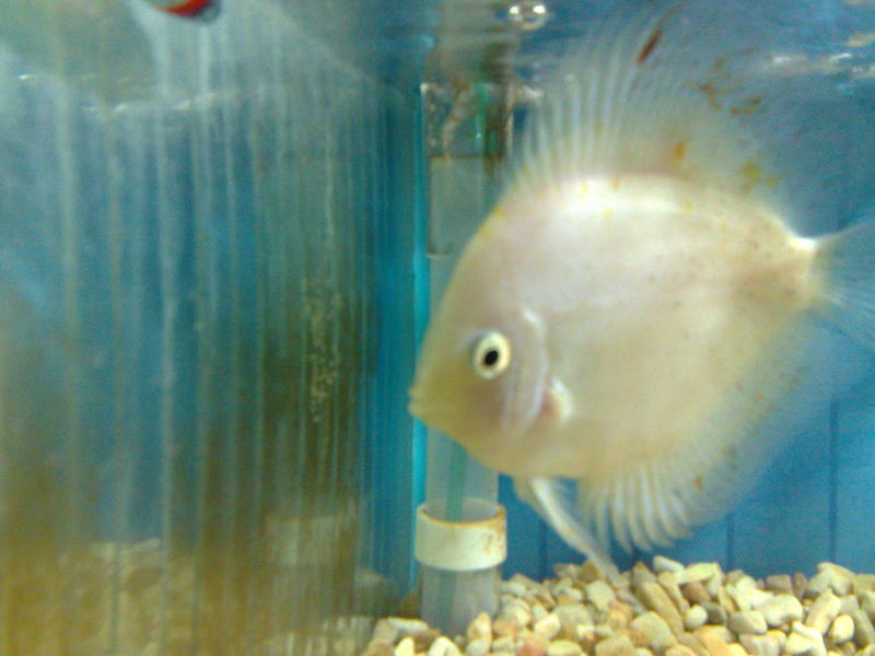 LFS discus eggs.jpg