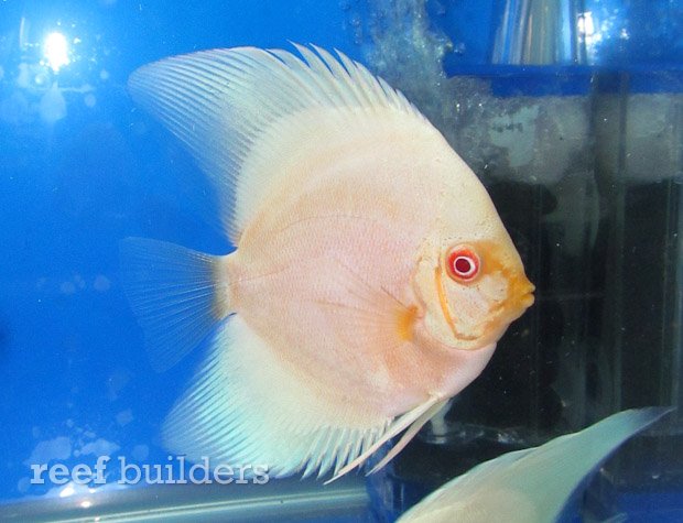 longfin-boomerang-discus-2.jpg