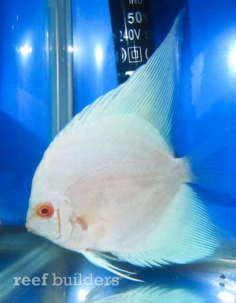 longfin-boomerang-discus-4.jpg