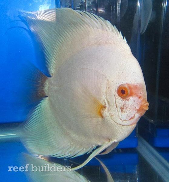 longfin-boomerang-discus-5.jpg