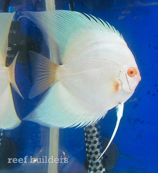 longfin-boomerang-discus-6.jpg