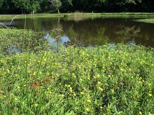 Ludwigia_peploides_2.jpg