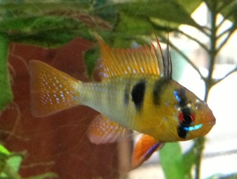 male gbr.jpg