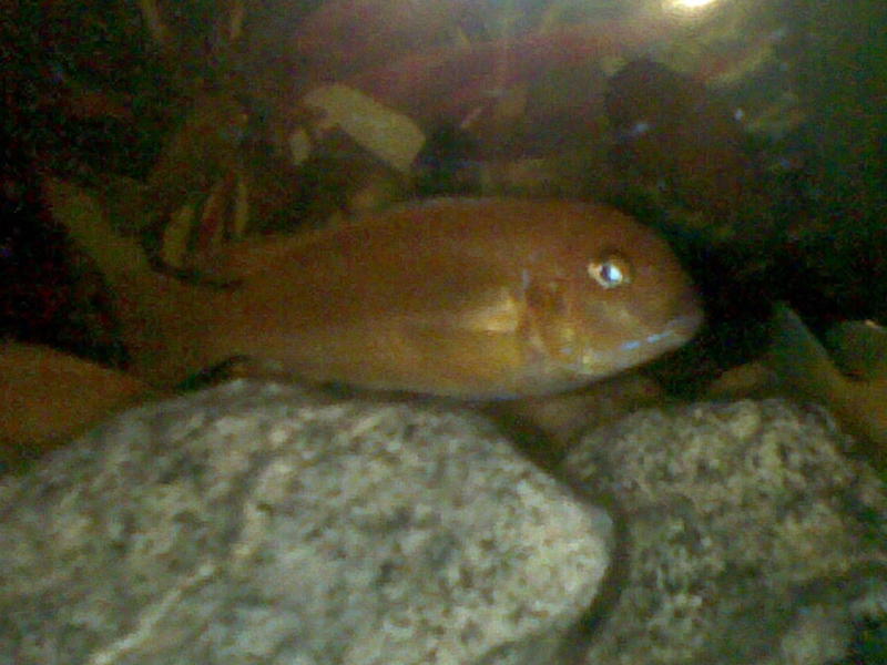 Melanochromis Johanni female.jpg