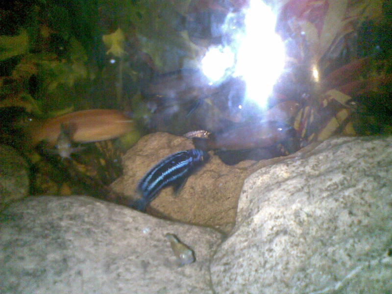 Melanochromis Johanni male.jpg