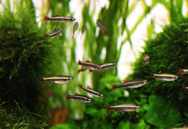 minnows.jpg