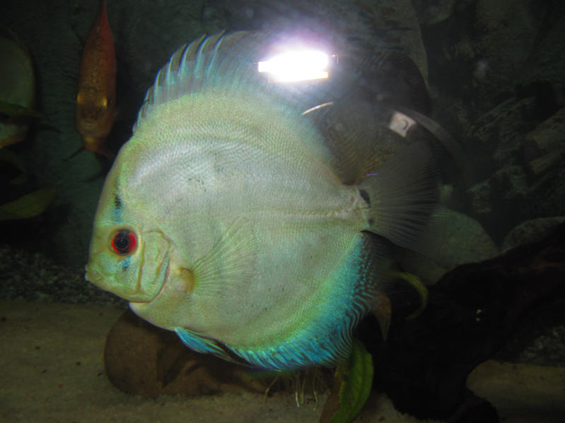 Nemo1.jpg